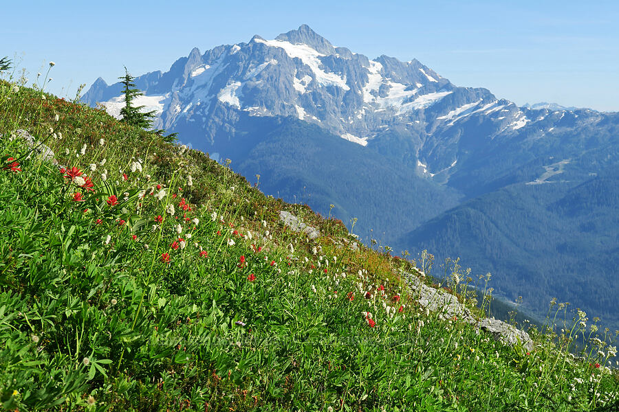 wildflowers & Mt. Shuksan [Yellow Aster Butte Trail, Mt. Baker Wilderness, Whatcom County, Washington]