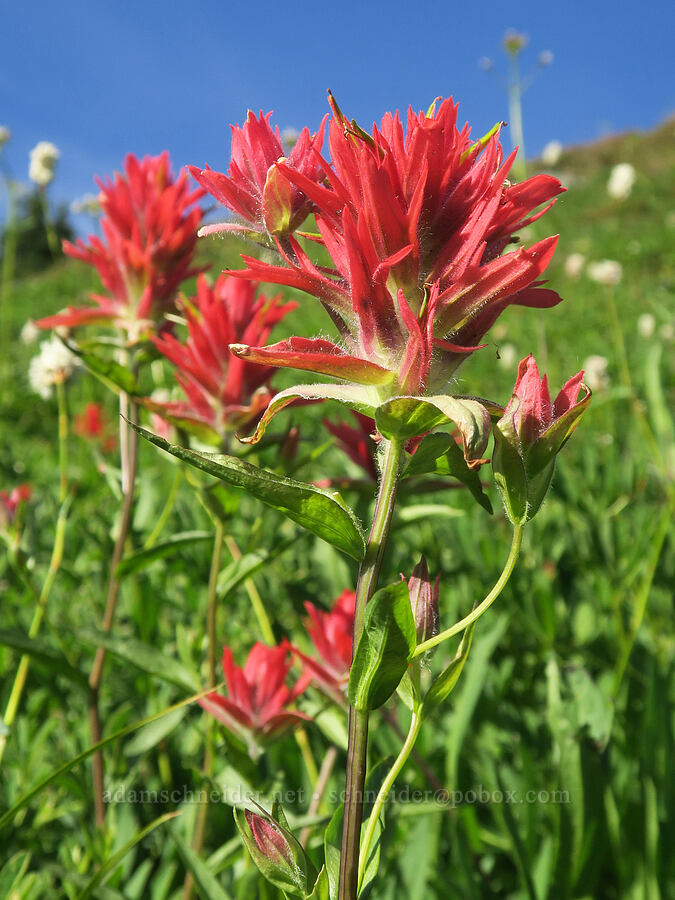 scarlet paintbrush (Castilleja miniata) [Yellow Aster Butte Trail, Mt. Baker Wilderness, Whatcom County, Washington]