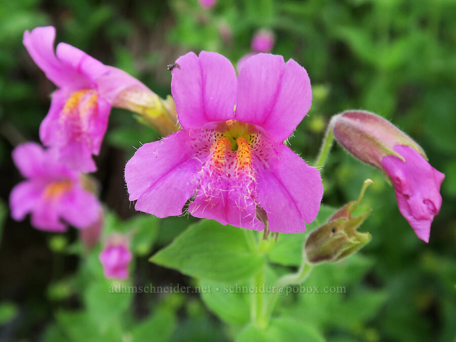 strongly speckled Lewis' monkeyflower (Erythranthe lewisii (Mimulus lewisii)) [Yellow Aster Butte Trail, Mt. Baker Wilderness, Whatcom County, Washington]