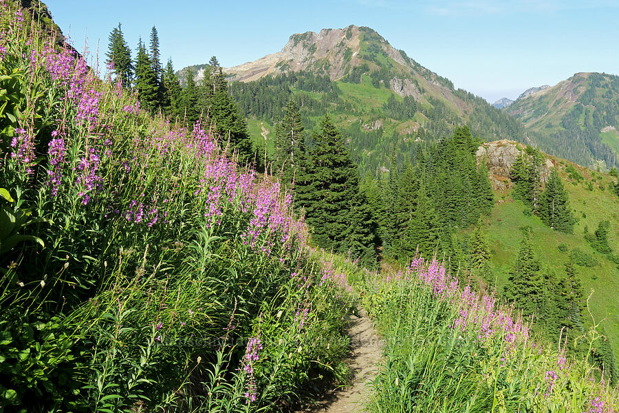 fireweed & Winchester Mountain (Chamerion angustifolium (Chamaenerion angustifolium) (Epilobium angustifolium)) [Yellow Aster Butte Trail, Mt. Baker Wilderness, Whatcom County, Washington]