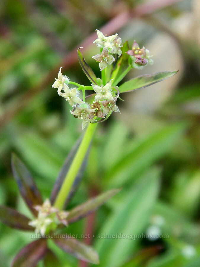 fragrant (three-flowered) bedstraw (Galium triflorum) [Yellow Aster Butte Trail, Mt. Baker Wilderness, Whatcom County, Washington]