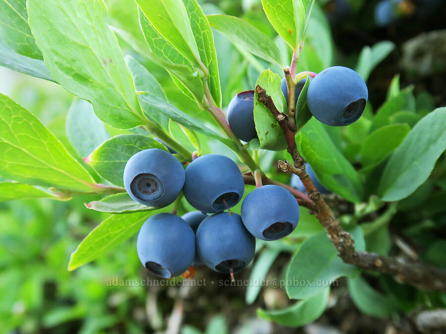 Cascades blueberries/bilberries (Vaccinium deliciosum) [Yellow Aster Butte Trail, Mt. Baker Wilderness, Whatcom County, Washington]