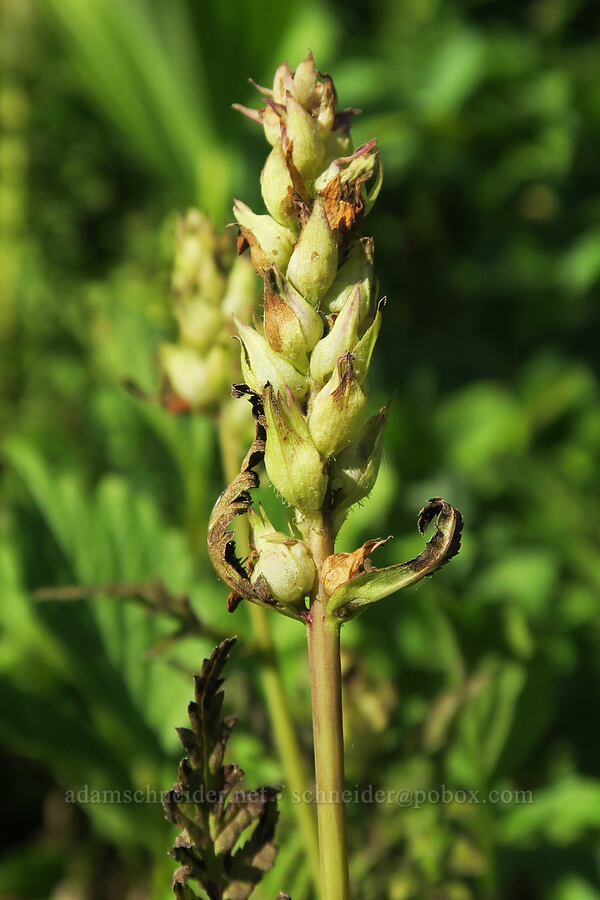 bracted lousewort, going to seed (Pedicularis bracteosa) [Yellow Aster Butte Trail, Mt. Baker Wilderness, Whatcom County, Washington]