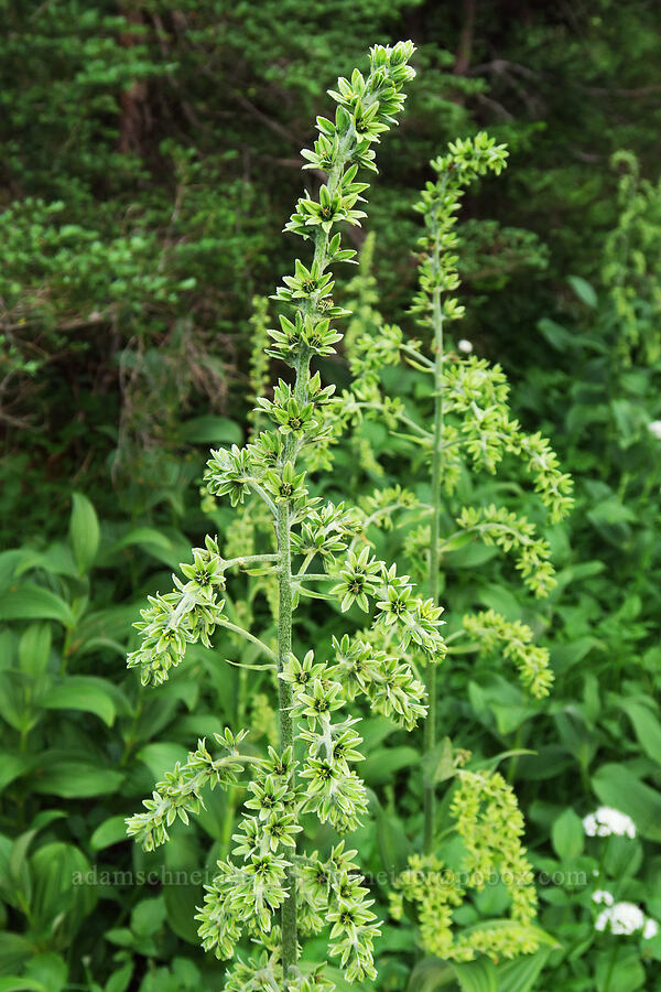 green corn lily (Veratrum viride var. eschscholtzianum (Veratrum eschscholtzii)) [Tomyhoi Lake Trail, Mt. Baker Wilderness, Whatcom County, Washington]
