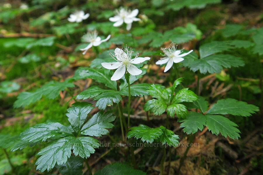 five-leaf bramble flowers (Rubus pedatus) [Tomyhoi Lake Trail, Mt. Baker Wilderness, Whatcom County, Washington]
