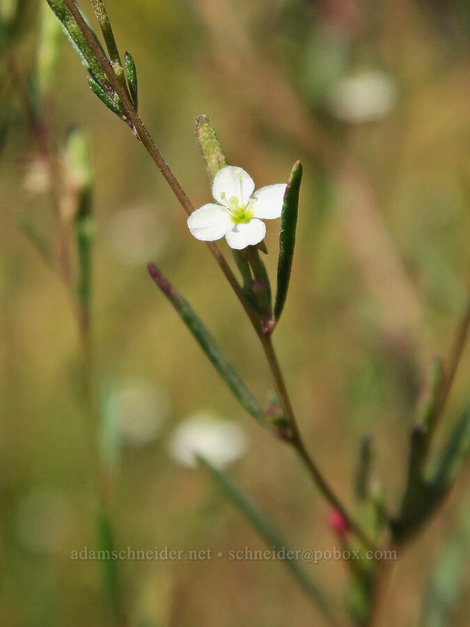 groundsmoke (Gayophytum sp.) [Mt. Hood Meadows, Mt. Hood National Forest, Hood River County, Oregon]