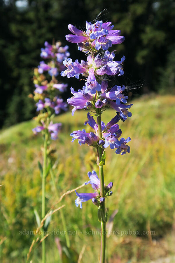glaucous penstemon (Penstemon euglaucus) [Mt. Hood Meadows, Mt. Hood National Forest, Hood River County, Oregon]