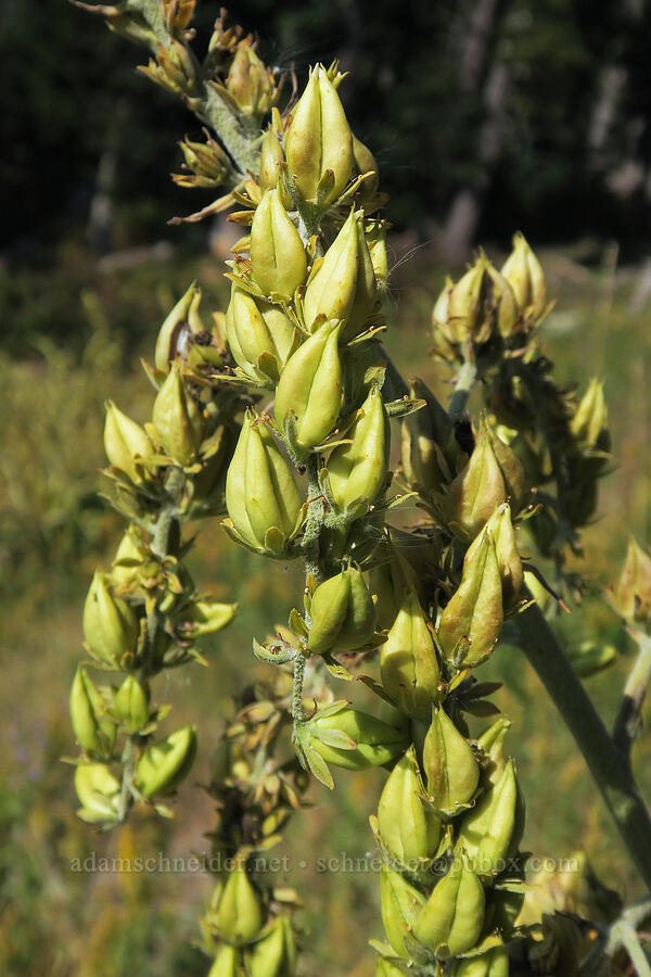 green corn lily, gone to seed (Veratrum viride var. eschscholtzianum (Veratrum eschscholtzii)) [Mt. Hood Meadows, Mt. Hood National Forest, Hood River County, Oregon]