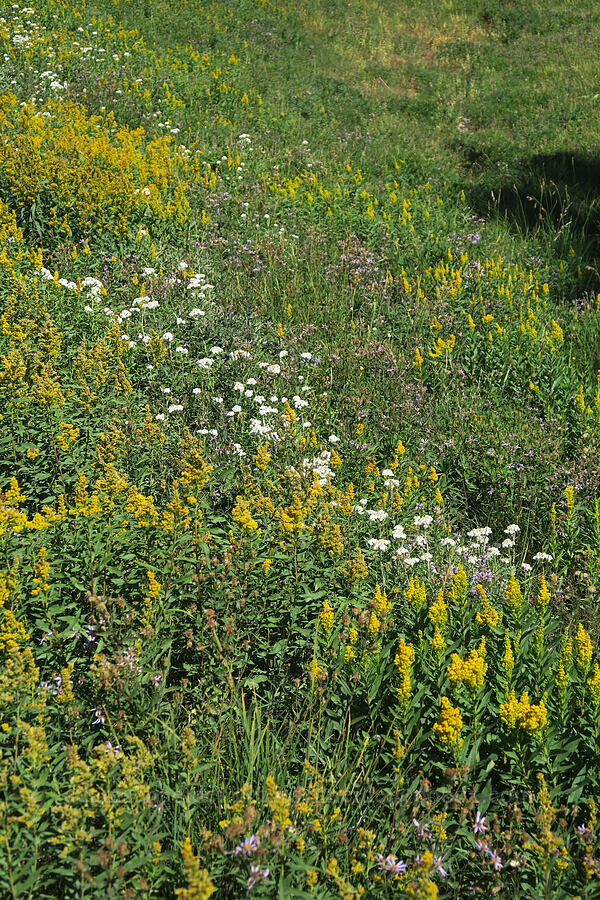goldenrod, pearly everlasting, & Cascade asters (Solidago sp., Anaphalis margaritacea, Doellingeria ledophylla (Eucephalus ledophyllus) (Aster ledophyllus)) [Mt. Hood Meadows, Mt. Hood National Forest, Hood River County, Oregon]