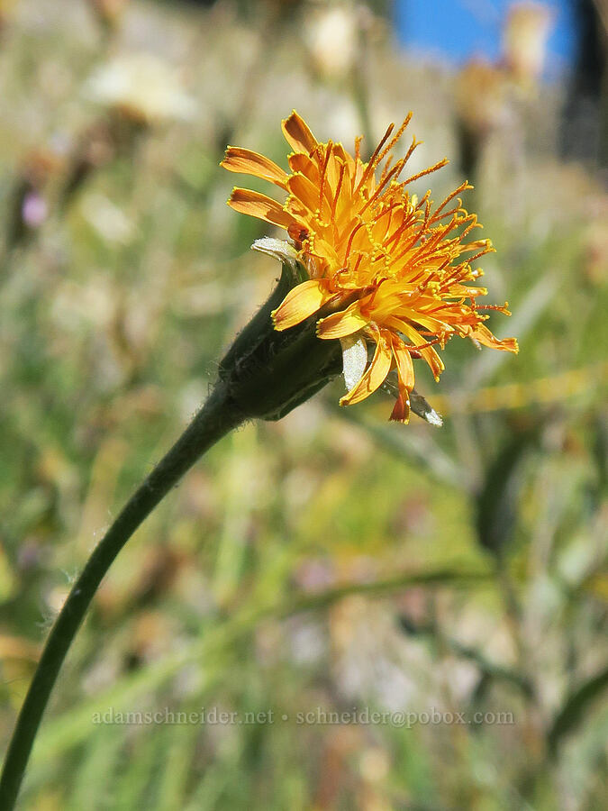orange agoseris (Agoseris aurantiaca) [Mt. Hood Meadows, Mt. Hood National Forest, Hood River County, Oregon]