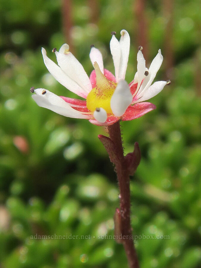 Tolmie's saxifrage (Micranthes tolmiei (Saxifraga tolmiei)) [Mt. Hood Meadows, Mt. Hood National Forest, Hood River County, Oregon]