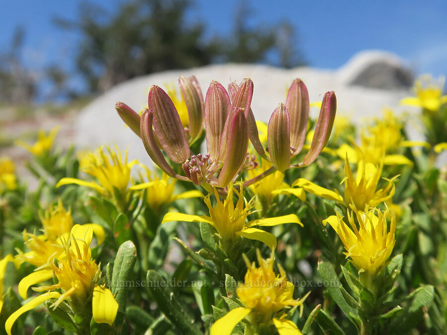 Cascade desert parsley seeds & Greene's goldenweed (Lomatium martindalei, Ericameria greenei (Haplopappus greenei)) [Middle Wizard Way Trail, Mt. Hood National Forest, Hood River County, Oregon]