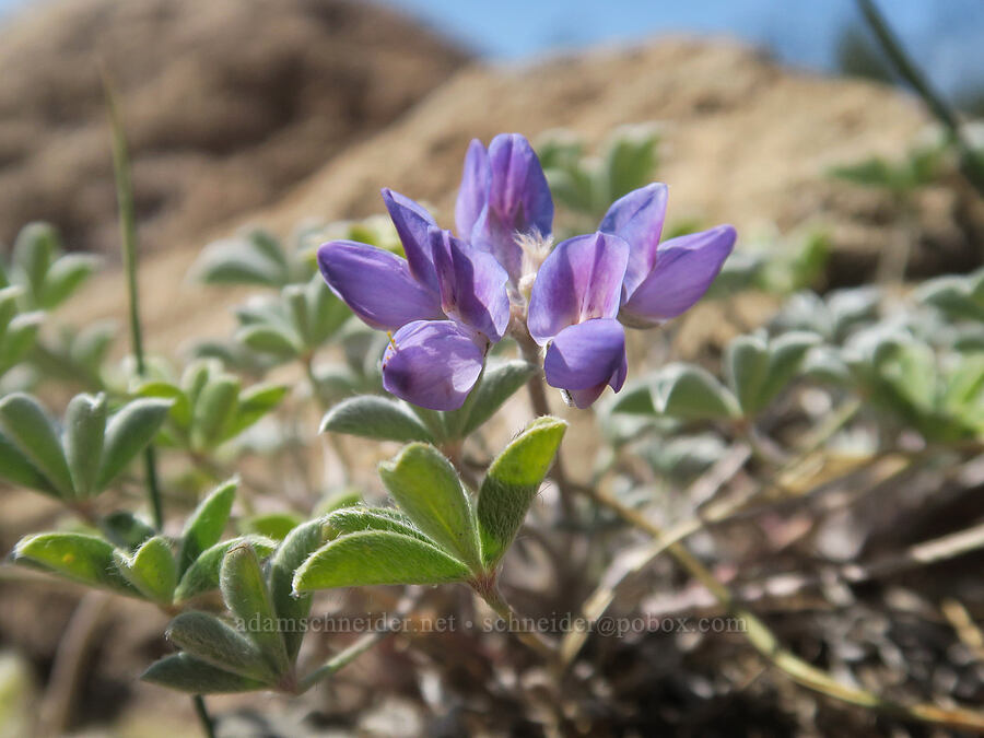 dwarf lupine (Lupinus lepidus var. lobbii) [Middle Wizard Way Trail, Mt. Hood National Forest, Hood River County, Oregon]