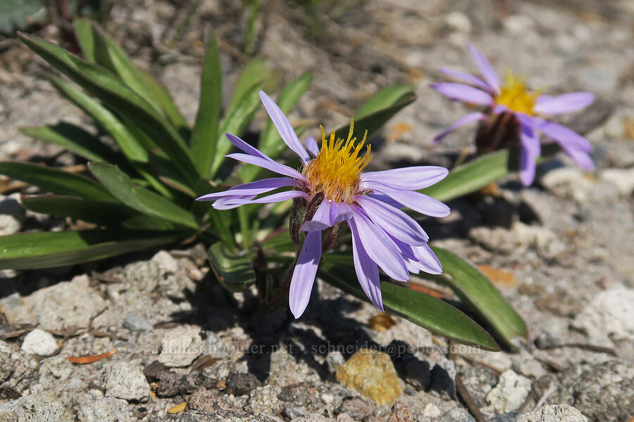 tundra aster (Oreostemma alpigenum var. alpigenum (Aster alpigenus)) [Middle Wizard Way Trail, Mt. Hood National Forest, Hood River County, Oregon]