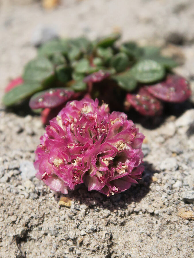 pussy-paws (Calyptridium umbellatum (Cistanthe umbellata)) [Middle Wizard Way Trail, Mt. Hood National Forest, Hood River County, Oregon]
