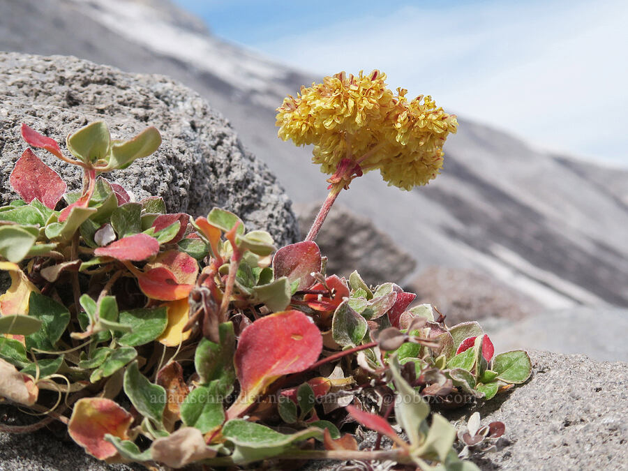 sulphur-flower buckwheat (Eriogonum umbellatum) [above Mt. Hood Meadows, Mt. Hood National Forest, Hood River County, Oregon]