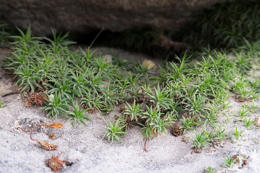 alpine moss [above Mt. Hood Meadows, Mt. Hood National Forest, Hood River County, Oregon]