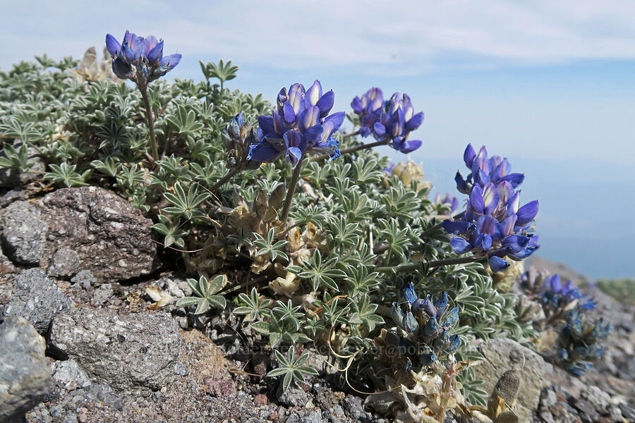 dwarf lupine (Lupinus lepidus var. lobbii) [above Mt. Hood Meadows, Mt. Hood National Forest, Hood River County, Oregon]