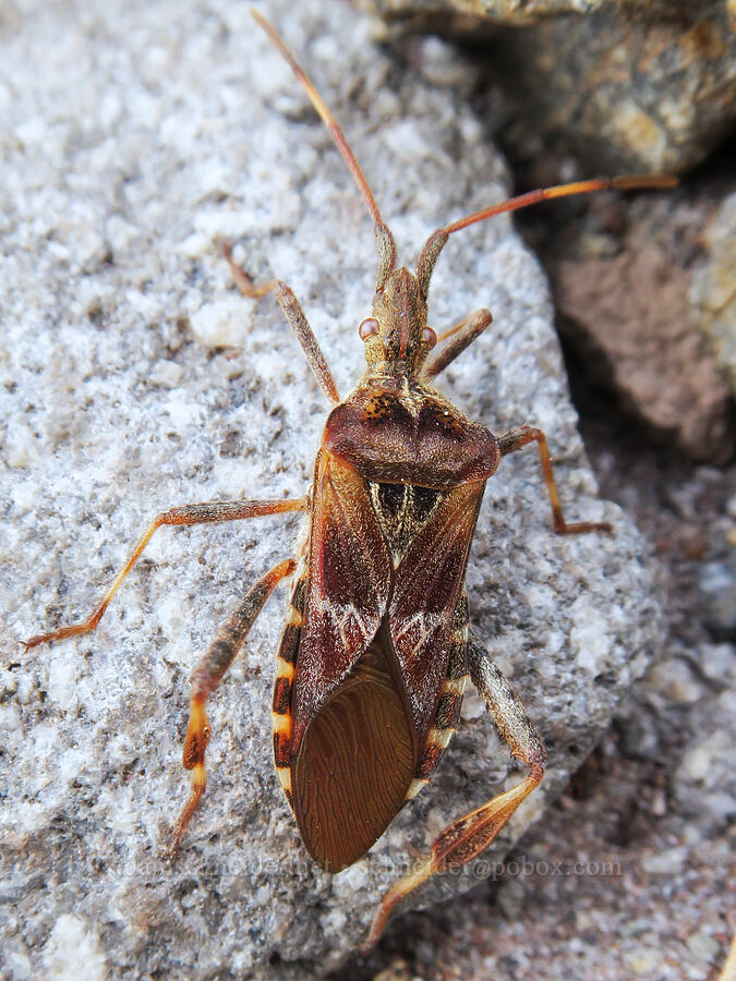western conifer seed bug (Leptoglossus occidentalis) [above Mt. Hood Meadows, Mt. Hood National Forest, Hood River County, Oregon]