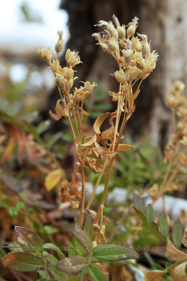 California Jacob's-ladder, going to seed (Polemonium californicum) [Middle Wizard Way Trail, Mt. Hood National Forest, Hood River County, Oregon]