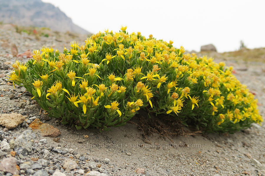 Greene's goldenweed (Ericameria greenei (Haplopappus greenei)) [Middle Wizard Way Trail, Mt. Hood National Forest, Hood River County, Oregon]