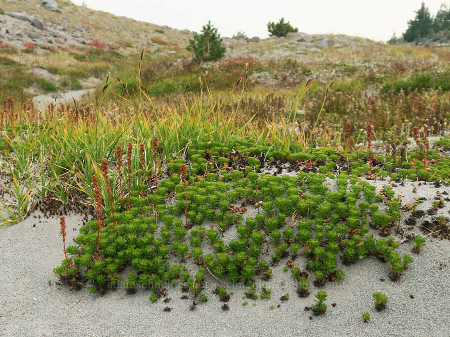 partridgefoot & wood-rush, going to seed (Luetkea pectinata, Luzula sp.) [Mt. Hood Meadows, Mt. Hood National Forest, Hood River County, Oregon]