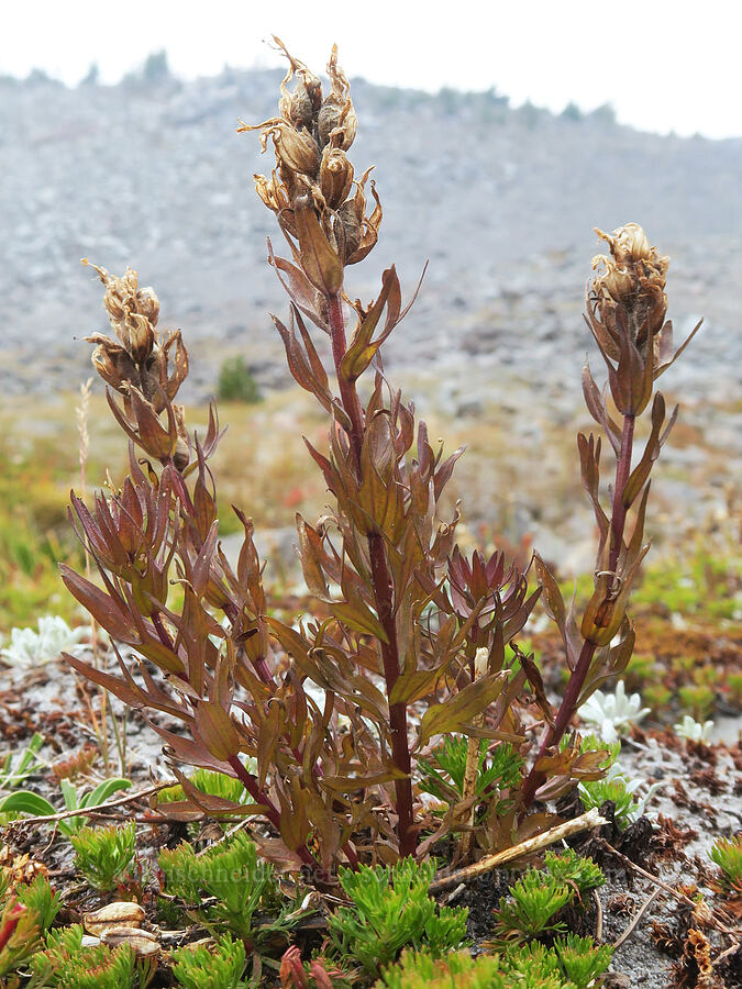 magenta paintbrush, going to seed (Castilleja parviflora var. oreopola) [Mt. Hood Meadows, Mt. Hood National Forest, Hood River County, Oregon]