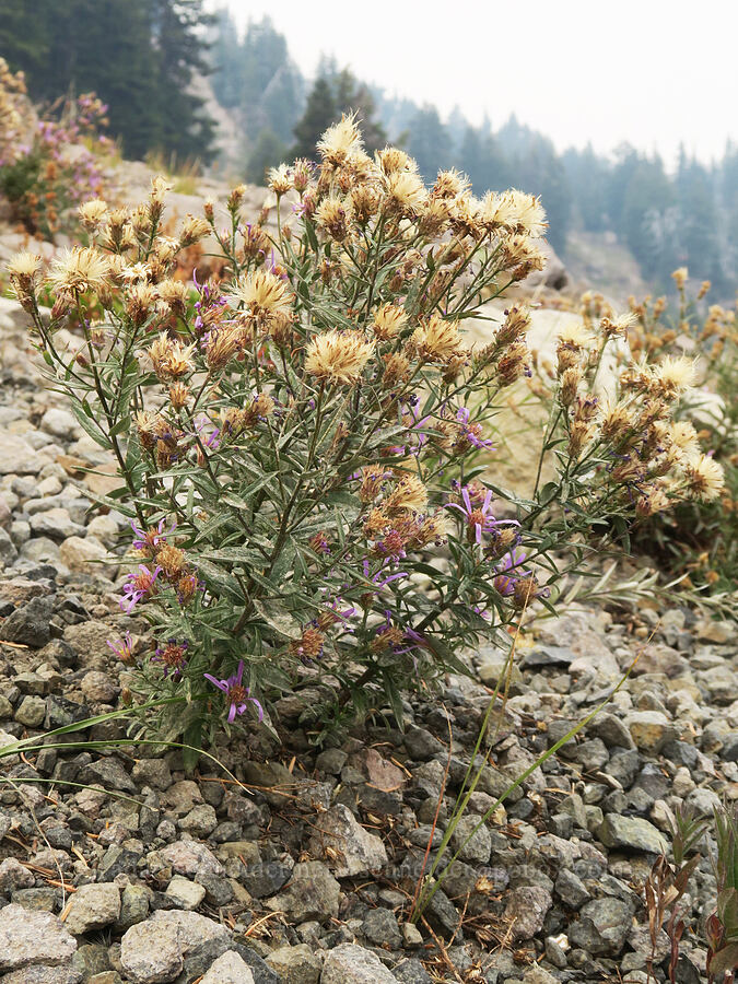 Cascade asters, gone to seed (Doellingeria ledophylla (Eucephalus ledophyllus) (Aster ledophyllus)) [Mt. Hood Meadows, Mt. Hood National Forest, Hood River County, Oregon]