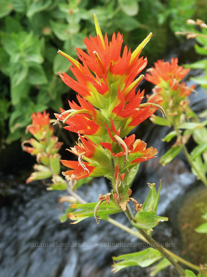 Suksdorf's paintbrush (Castilleja suksdorfii) [Mt. Hood Meadows, Mt. Hood National Forest, Hood River County, Oregon]