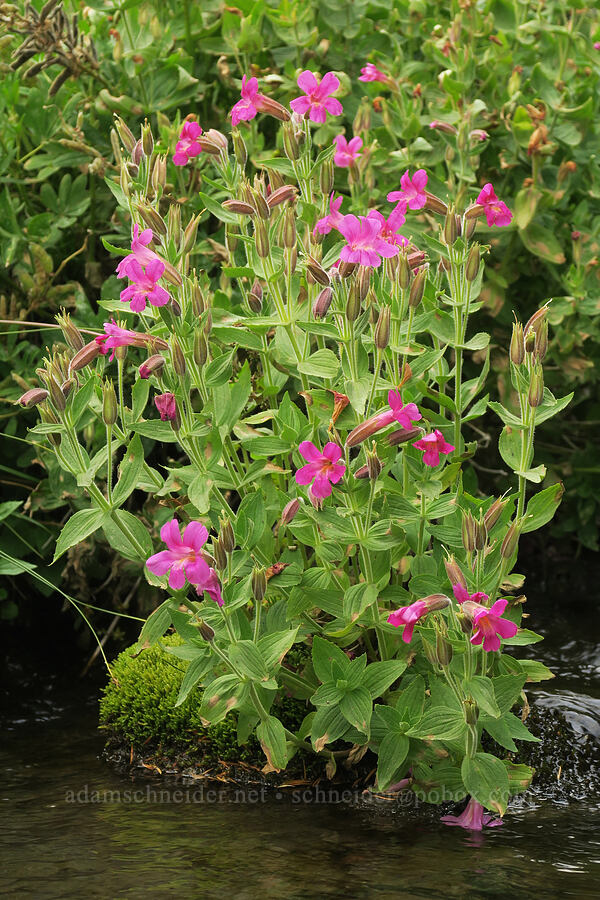 Lewis' monkeyflower (Erythranthe lewisii (Mimulus lewisii)) [Mt. Hood Meadows, Mt. Hood National Forest, Hood River County, Oregon]