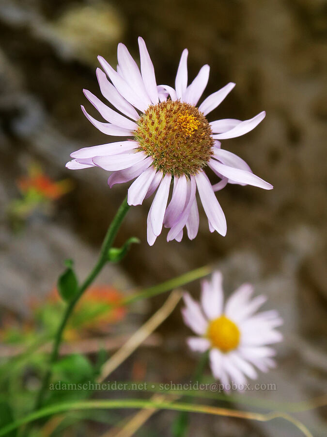subalpine fleabane (Erigeron glacialis var. glacialis) [Mt. Hood Meadows, Mt. Hood National Forest, Hood River County, Oregon]