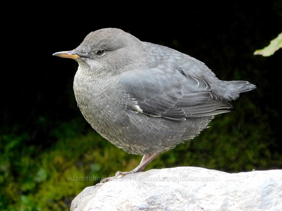 water ouzel (American dipper) (Cinclus mexicanus) [Mt. Hood Meadows, Mt. Hood National Forest, Hood River County, Oregon]