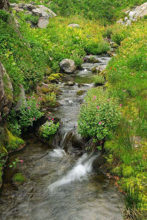 stream-side wildflowers (Erythranthe lewisii (Mimulus lewisii), Castilleja suksdorfii, Veratrum viride var. eschscholtzianum (Veratrum eschscholtzii), Erigeron glacialis var. glacialis, Ligusticum grayi) [Mt. Hood Meadows, Mt. Hood National Forest, Hood River County, Oregon]