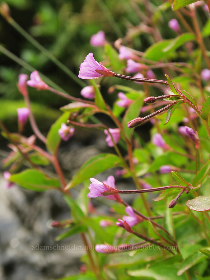 alpine willow-herb (Epilobium anagallidifolium (Epilobium alpinum)) [Mt. Hood Meadows, Mt. Hood National Forest, Hood River County, Oregon]