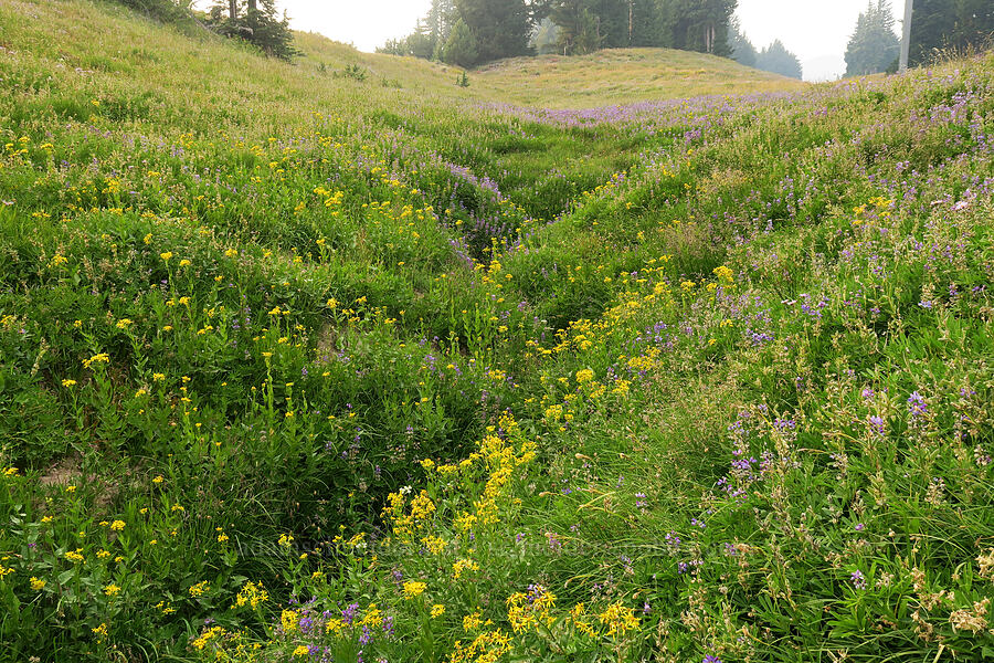 arrow-leaf groundsel & lupines (Senecio triangularis, Lupinus latifolius) [Mt. Hood Meadows, Mt. Hood National Forest, Hood River County, Oregon]