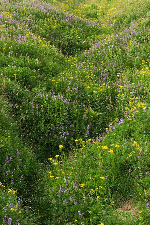 arrow-leaf groundsel & lupines (Senecio triangularis, Lupinus latifolius) [Mt. Hood Meadows, Mt. Hood National Forest, Hood River County, Oregon]
