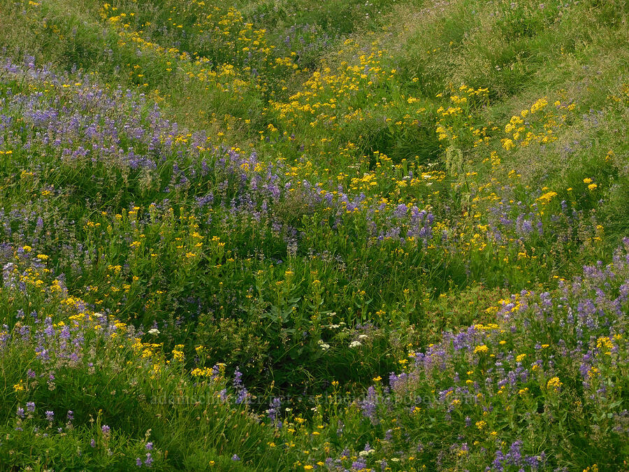 arrow-leaf groundsel & lupines (Senecio triangularis, Lupinus latifolius) [Mt. Hood Meadows, Mt. Hood National Forest, Hood River County, Oregon]
