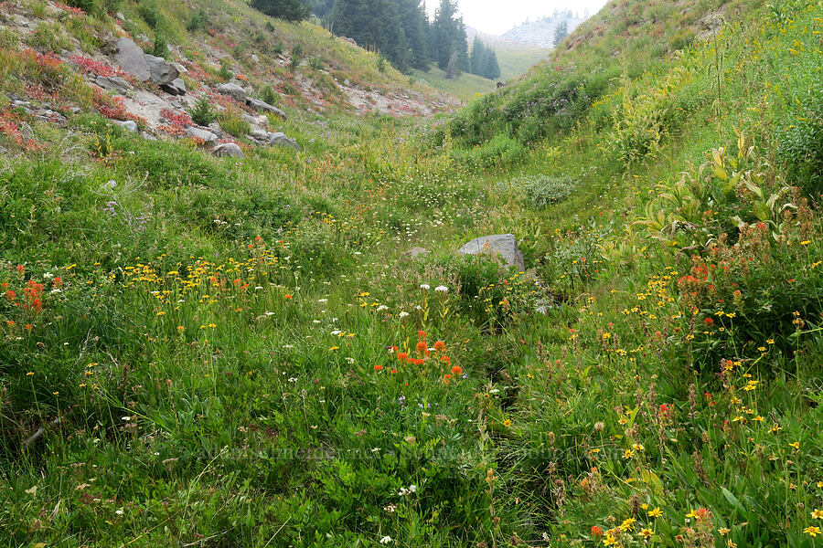 stream-side wildflowers (Castilleja suksdorfii, Arnica chamissonis, Ligusticum grayi, Veratrum viride var. eschscholtzianum (Veratrum eschscholtzii), Lupinus latifolius) [Mt. Hood Meadows, Mt. Hood National Forest, Hood River County, Oregon]