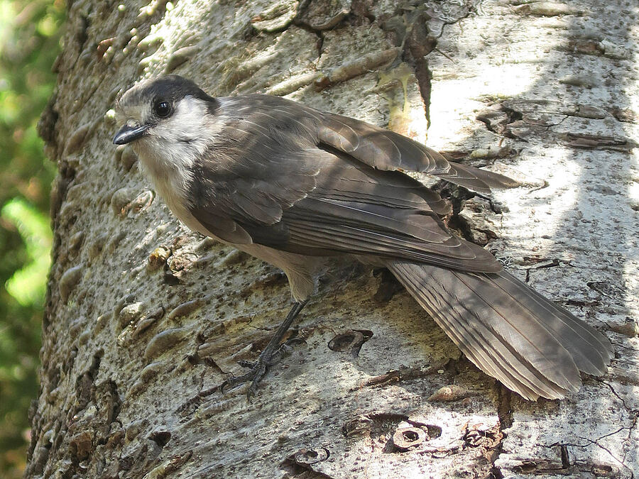 gray jay (Perisoreus canadensis) [Mt. Washington Trail, Olympic National Forest, Mason County, Washington]