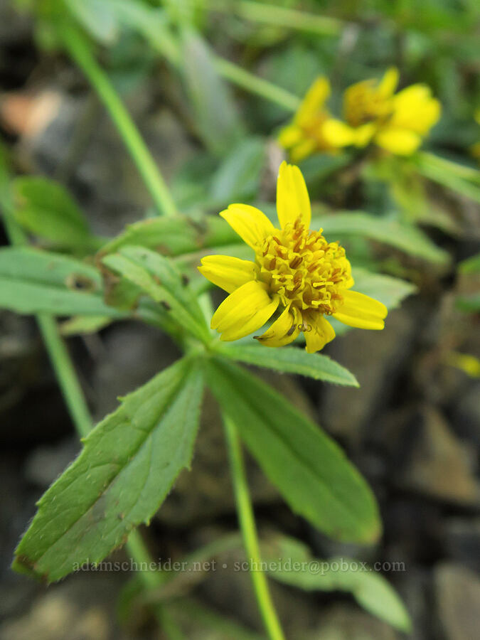 streambank arnica (Arnica lanceolata ssp. prima (Arnica amplexicaulis)) [Mt. Washington Trail, Olympic National Forest, Mason County, Washington]