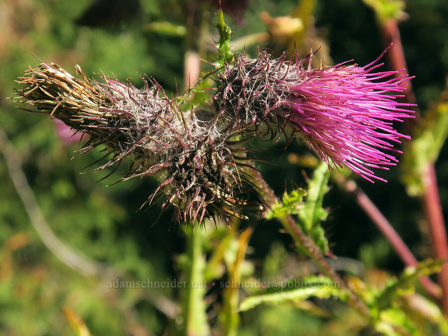 edible thistle (Cirsium edule) [Mt. Washington Trail, Olympic National Forest, Mason County, Washington]
