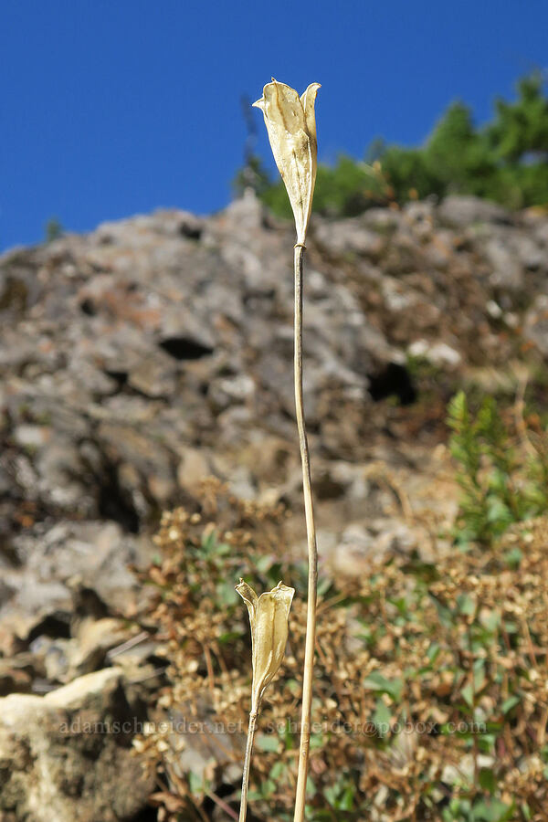 avalanche or glacier lily seed pods (Erythronium sp.) [Mt. Washington Trail, Olympic National Forest, Mason County, Washington]