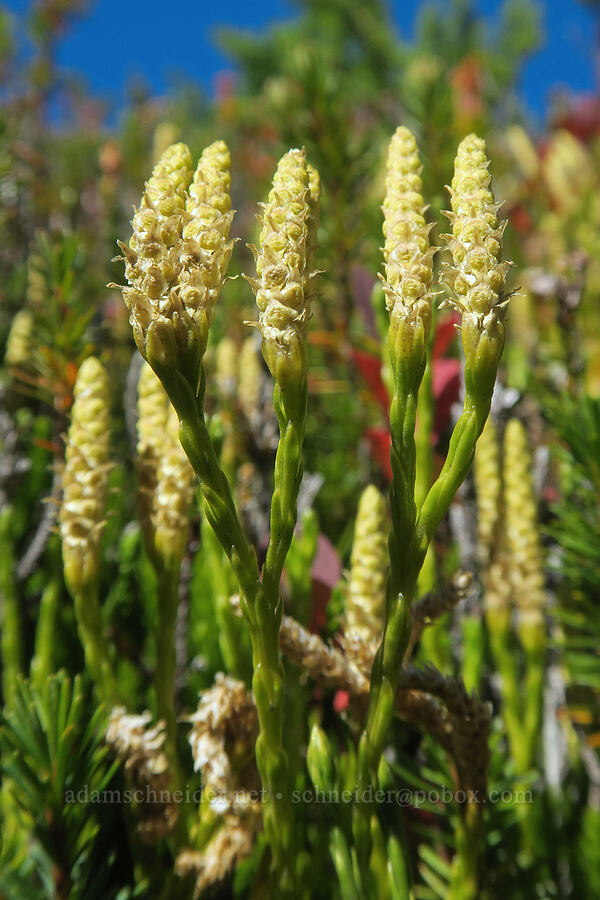 Alaska club moss (Diphasiastrum sitchense (Lycopodium sitchense)) [Mt. Washington Trail, Olympic National Forest, Mason County, Washington]