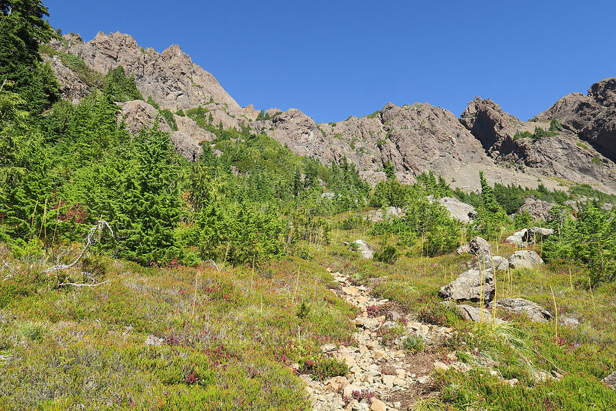 meadow at 4900' [Mt. Washington Trail, Olympic National Forest, Mason County, Washington]