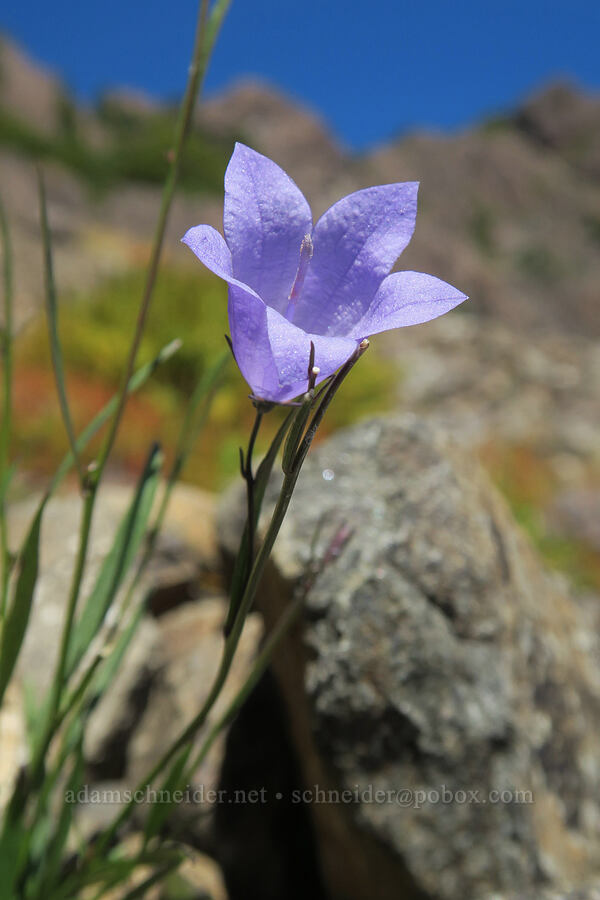 harebell (Campanula petiolata (Campanula rotundifolia)) [Mt. Washington Trail, Olympic National Forest, Mason County, Washington]