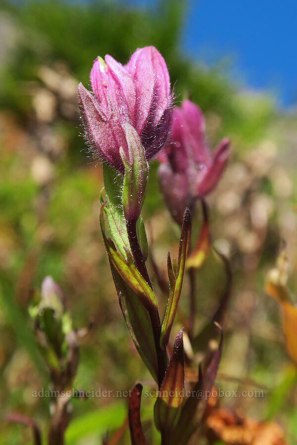 Olympic paintbrush (Castilleja parviflora var. olympica) [Mt. Washington Trail, Olympic National Forest, Mason County, Washington]