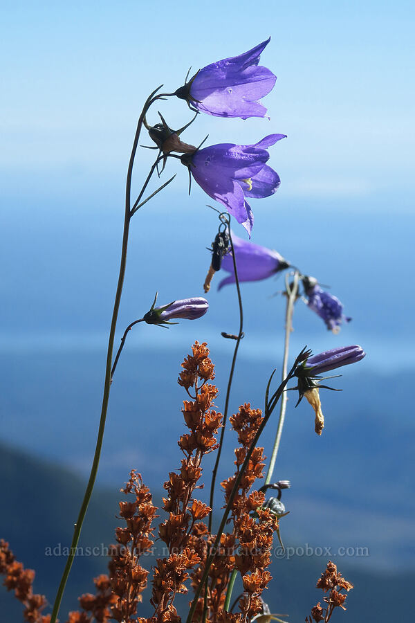 harebells & partridgefoot (Campanula petiolata (Campanula rotundifolia), Luetkea pectinata) [Mt. Washington Trail, Olympic National Forest, Mason County, Washington]