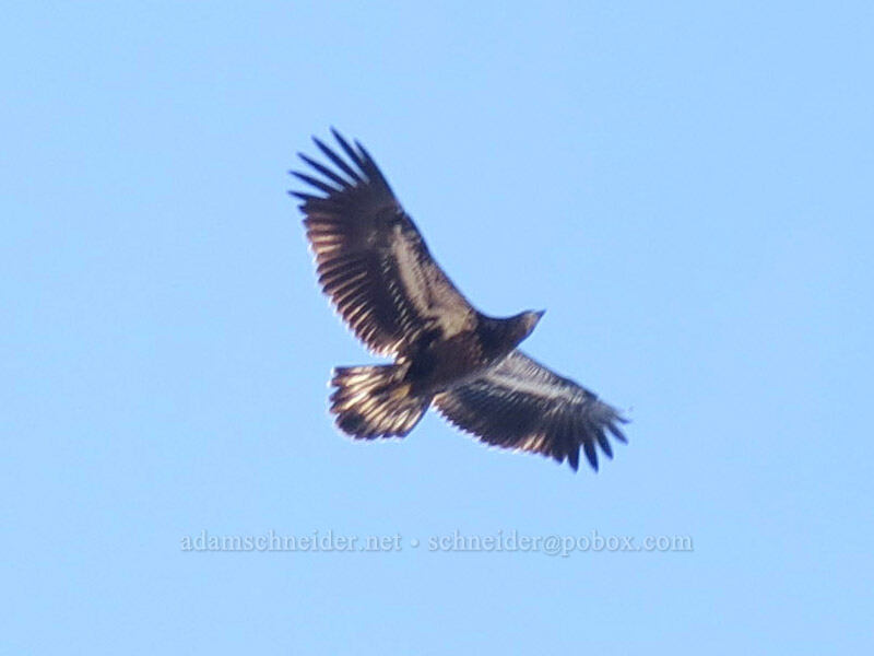 young bald eagle (Haliaeetus leucocephalus) [Mt. Washington Trail, Olympic National Forest, Mason County, Washington]