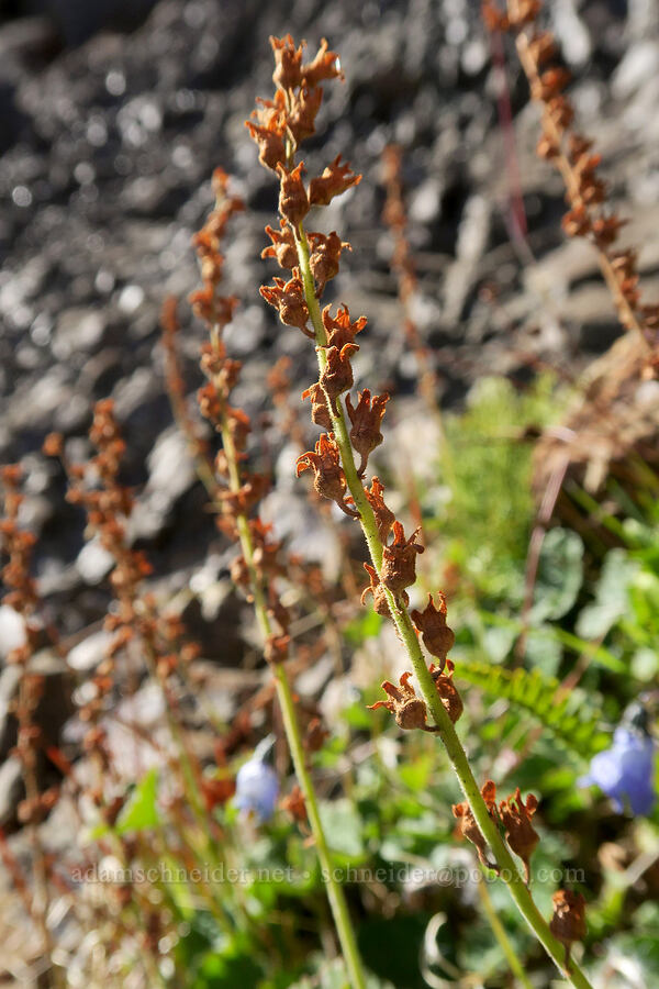 yellow coral-bells (fuzzy elmera), gone to seed (Elmera racemosa) [Mt. Washington Trail, Olympic National Forest, Mason County, Washington]