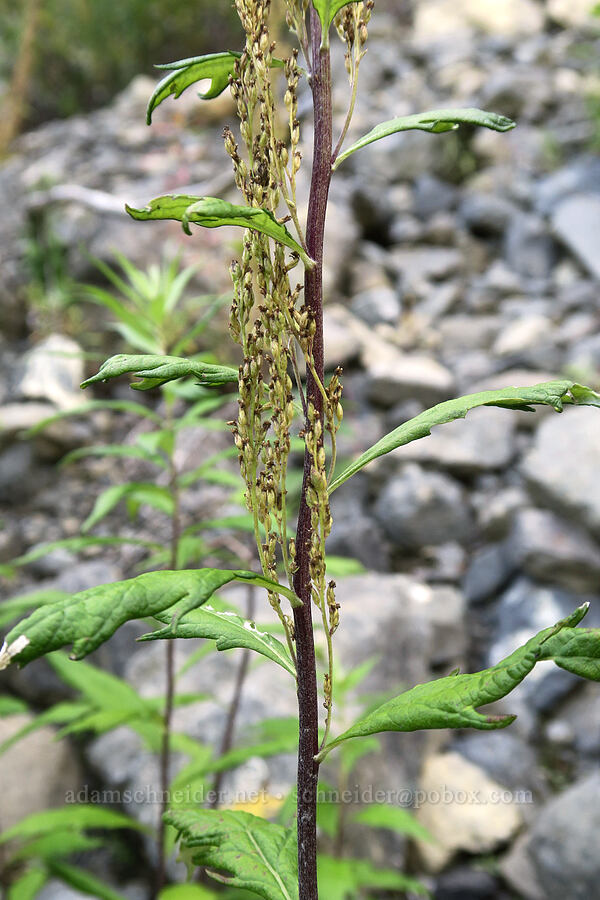 coastal mugwort/wormwood, going to seed (Artemisia suksdorfii) [Mt. Washington Trailhead, Olympic National Forest, Mason County, Washington]